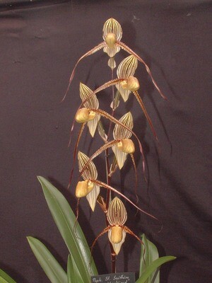 Paphiopedilum Asendorfer Gigant x  Saint Swithin