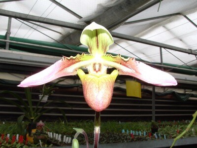 Paphiopedilum bullenianum var. ceramense Paphiopedilum bullenianum var. ceramense