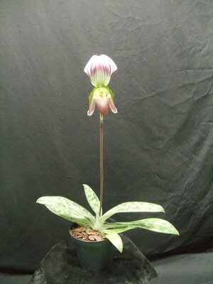 Paphiopedilum callosum var. sublaeve
