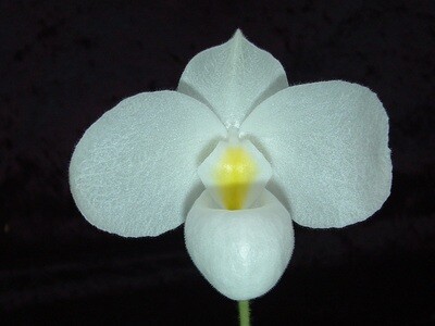 Paphiopedilum delenatii var. album `Anja` x self