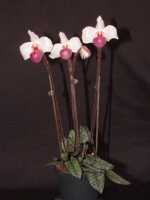 Paphiopedilum delenatii var. vinicolor