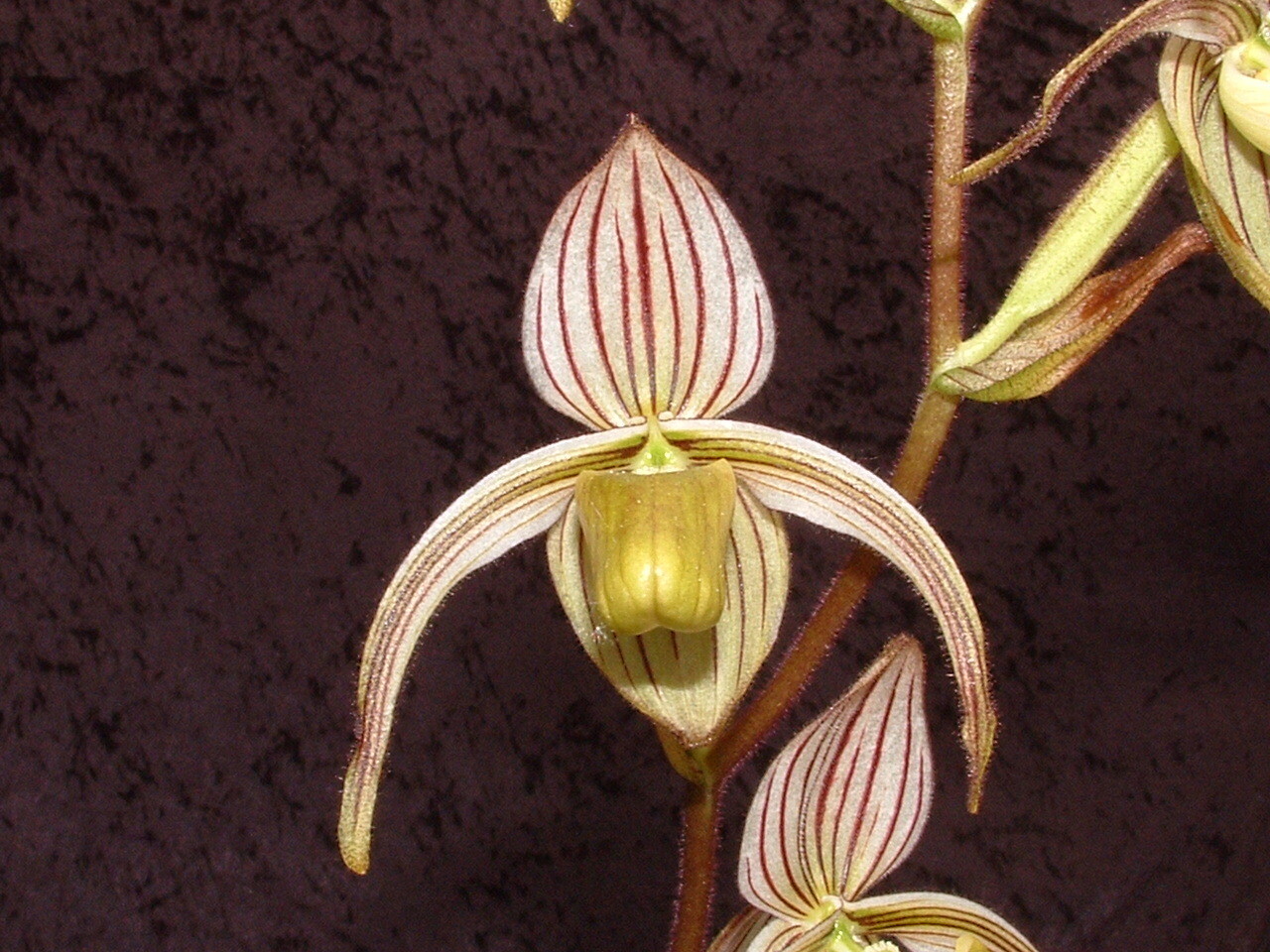 Paphiopedilum randsii kräftige größere Jungpflanze – Shop – Asendorfer ...