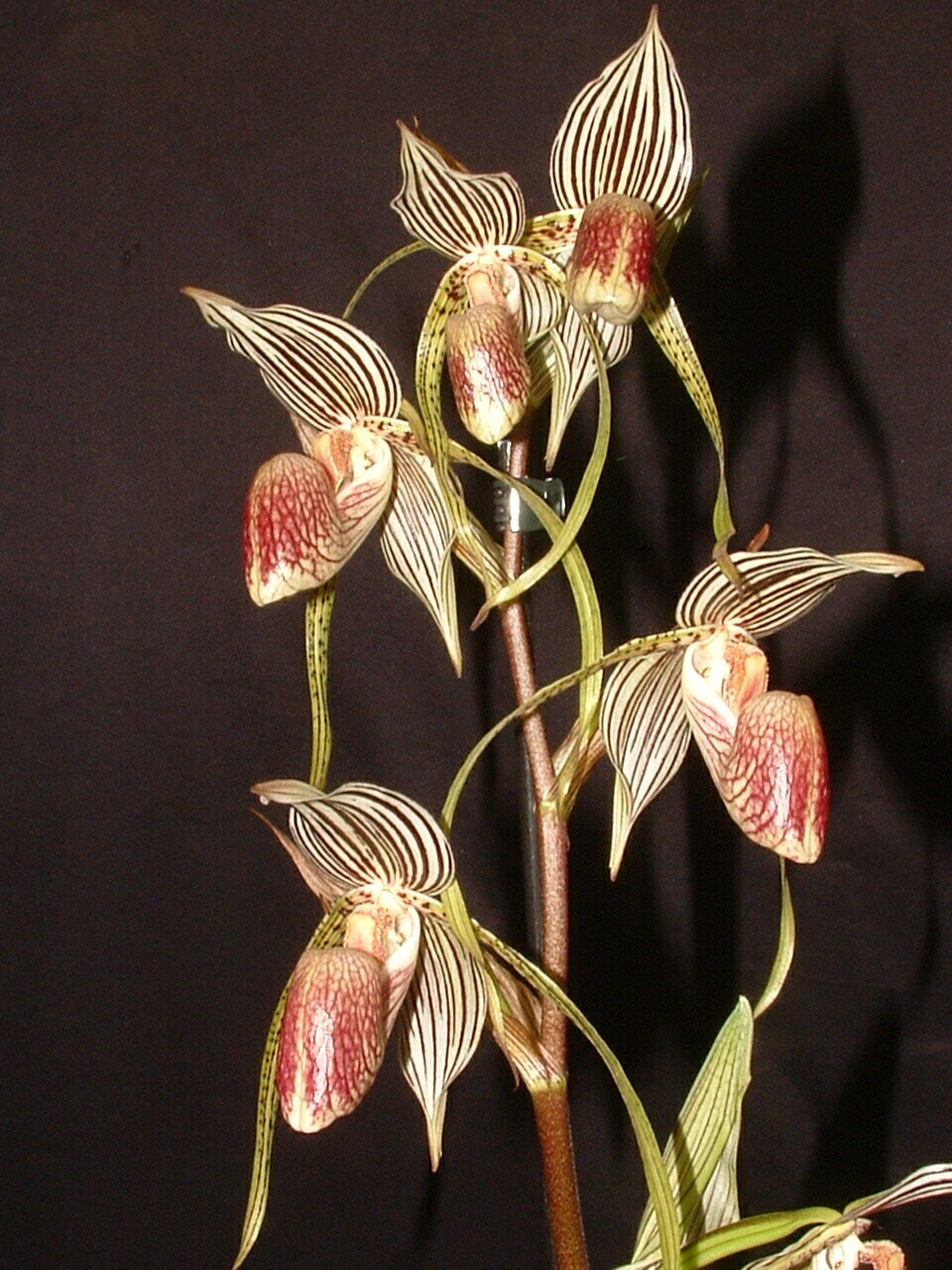 Paphiopedilum randsii x Bel Royal ( rothschildianum x kolopakingii ...