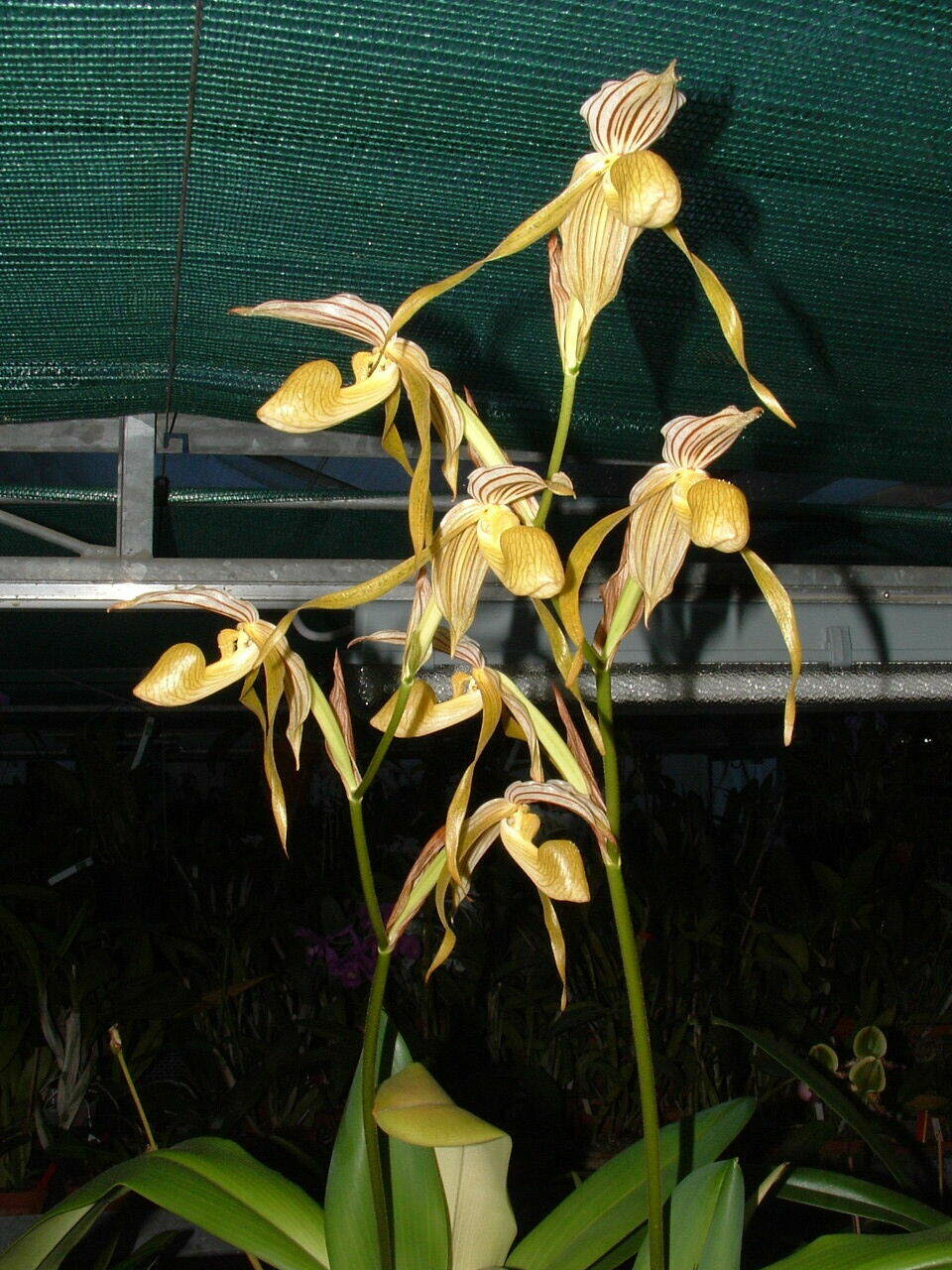 Paphiopedilum randsii x kolopakingii var. topperi ( ebenfalls Wössner ...