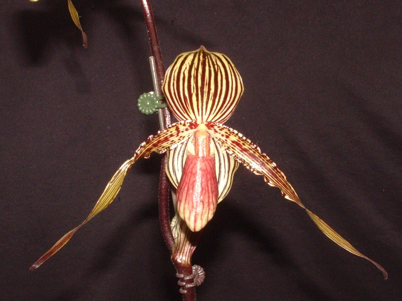 Paphiopedilum randsii x Susan Booth ( rothschildianum x glanduliferum ...
