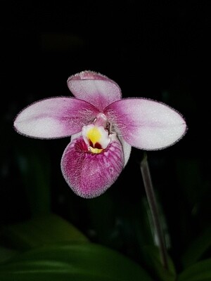 Phragmipedium Asendorf Rose ( Pink Panther x fischeri ) Phragmipedium Asendorf Rose ( Pink Panther x fischeri )