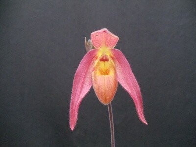 Phragmipedium Bella Tosca ( dalessandroi x klotzscheanum ) Phragmipedium Bella Tosca ( dalessandroi x klotzscheanum )