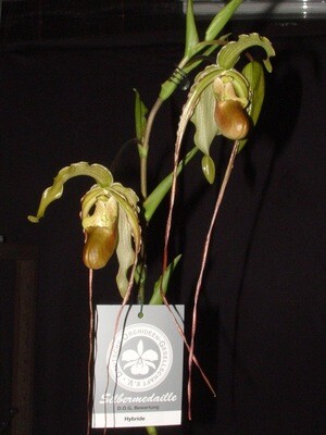 Phragmipedium Frank Smith ( kovachii x Grande )
