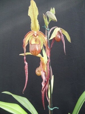 Phragmipedium Grande x Red Lightning