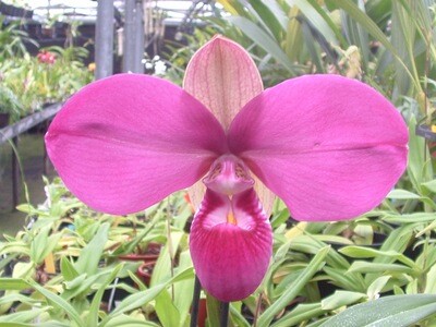 Phragmipedium kovachii