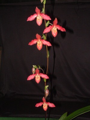 Phragmipedium Memoria Dick Clement blühstarkes Teilstück