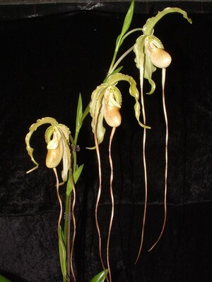 Phragmipedium Paul Eugene Conroy ( wallisii x longifolium )