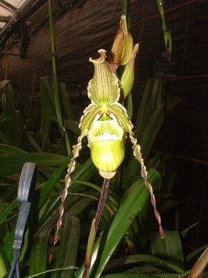 Phragmipedium richteri `Anja`  Teilstück