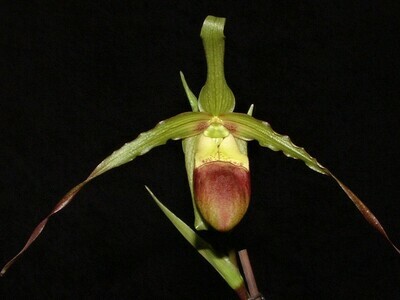 Phragmipedium Roethianum ( hirtzii x longifolium ) Naturhybride