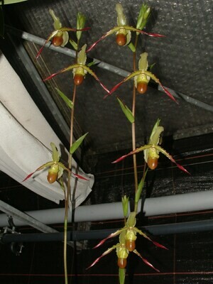 Phragmipedium Sorcerer`s Apprentice `Aladin` SM/DOG Teilstück