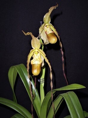 Phragmipedium Wössner Supergrande ( humboldtii x longifolium )