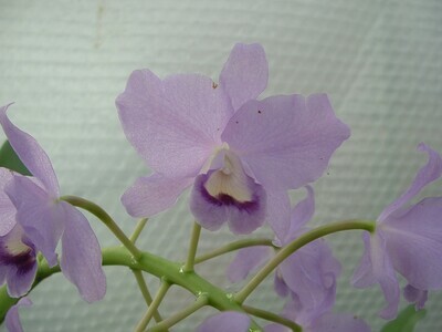 Cattleya bowringiana var. coerulea `Anja`  4n blühstarkes Teilstück