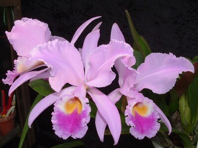 Cattleya gaskelliana