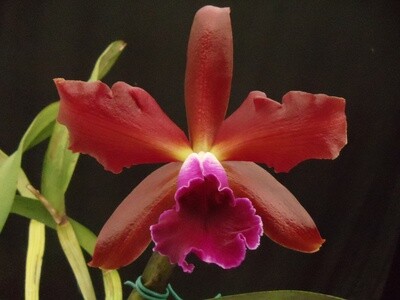 BLC. Alma Kee x Cattleya Kupferprinz