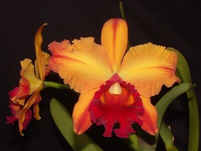 BLC. Alma Wichmann x Pot. Toshie Aoki