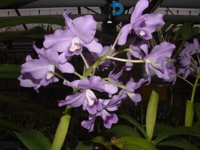 Cattleya bowringiana var. coerulea `Blue Skies ` x self  neu !