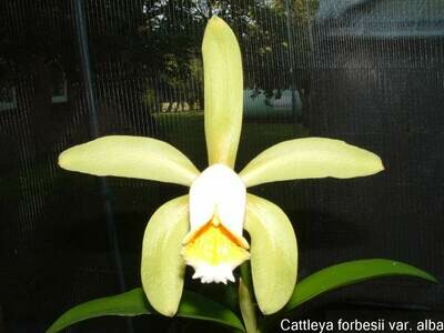 Cattleya forbesii var. aurea `Sternchen` x self Cattleya forbesii var. aurea `Sternchen` x self