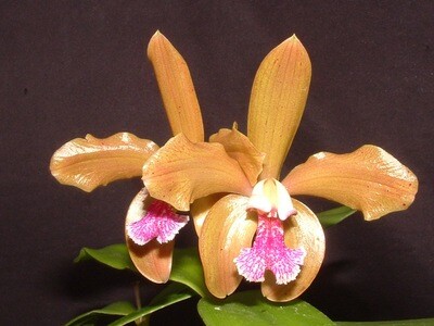 Cattleya granulosa `Bernsteinzimmer` x self