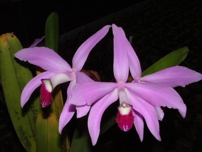 Laelia Noe ( lobata x perrinii )