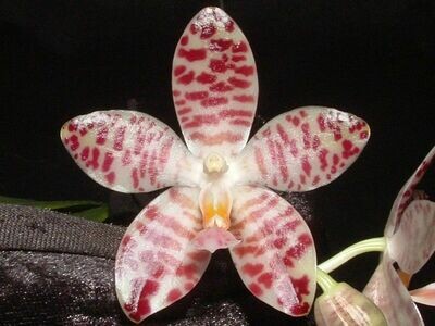 Phalaenopsis Memoria Malcolm Young ( doveryensis x gigantea )