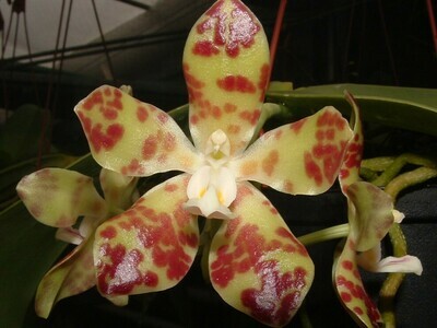 Phalaenopsis doveryensis `Acheron` x self blühstark