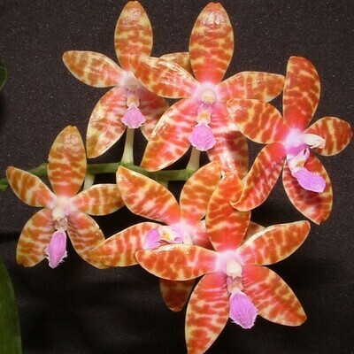 Phalaenopsis lueddemanniana (syn. mariae) var. deltoni Phalaenopsis lueddemanniana (syn. mariae) var. deltoni
