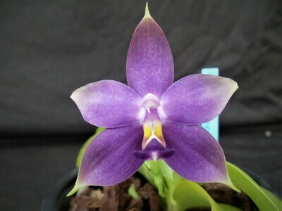 Phalaenopsis violacea var. coerulea `Deep Blue Sea` x self