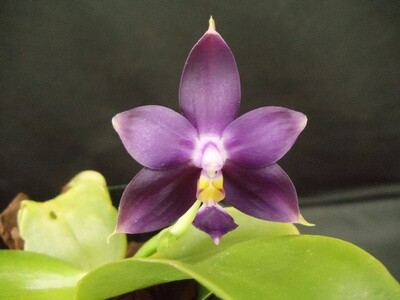 Phalaenopsis violacea var. coerulea `Deep Blue Sea` x self