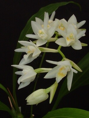 Coelogyne flexuosa