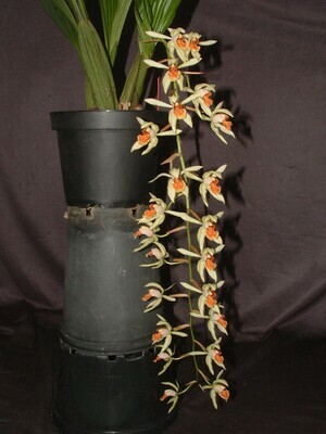 Coelogyne Beatrice Schmidt ( Burfordiense x velutina )