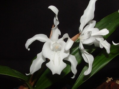 Coelogyne cristata var. hololeuca Coelogyne cristata var. hololeuca