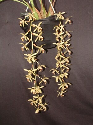 Coelogyne massangeana große blühstarke Teilstücke