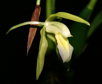 Coelogyne spec. nov. var. album, (möglicherweise fragrans var. album)