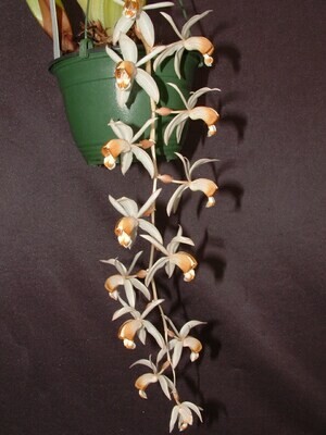 Coelogyne swaniae
