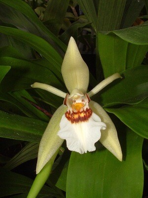 Coelogyne eberhardtii
