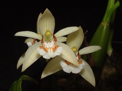 Coelogyne lentigiosa