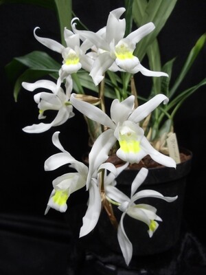 Coelogyne glandulosa