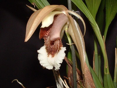 Coelogyne salmonicolor