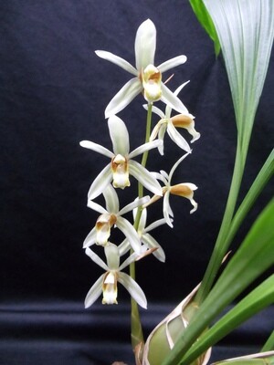 Coelogyne trinervis