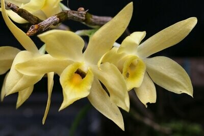 Dendrobium wilsonii yellow