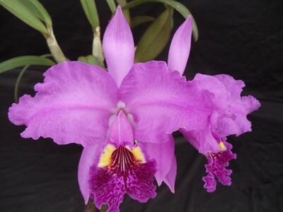 Cattleya dowiana x lueddemanniana