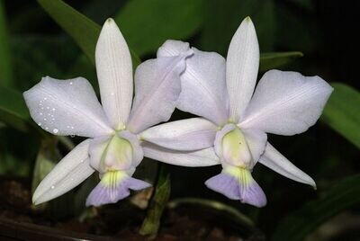 Cattleya walkeriana var. coerulea `Terra Azul` x `Edward` kräftig
