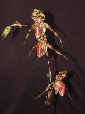 Paphiopedilum intaniae `Storm` x Susan Booth