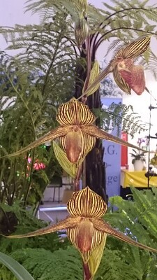 Paphiopedilum intaniae `Storm` x rothschildianum `Anja` GM/DOG