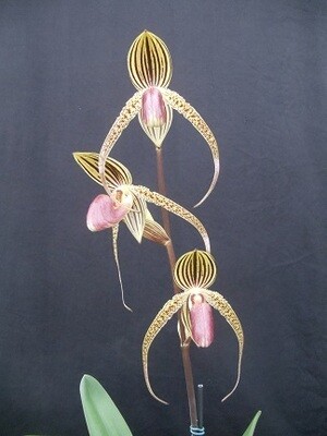 Paphiopedilum intaniae x Hung Sheng Eagle
